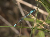 Big Bluet
